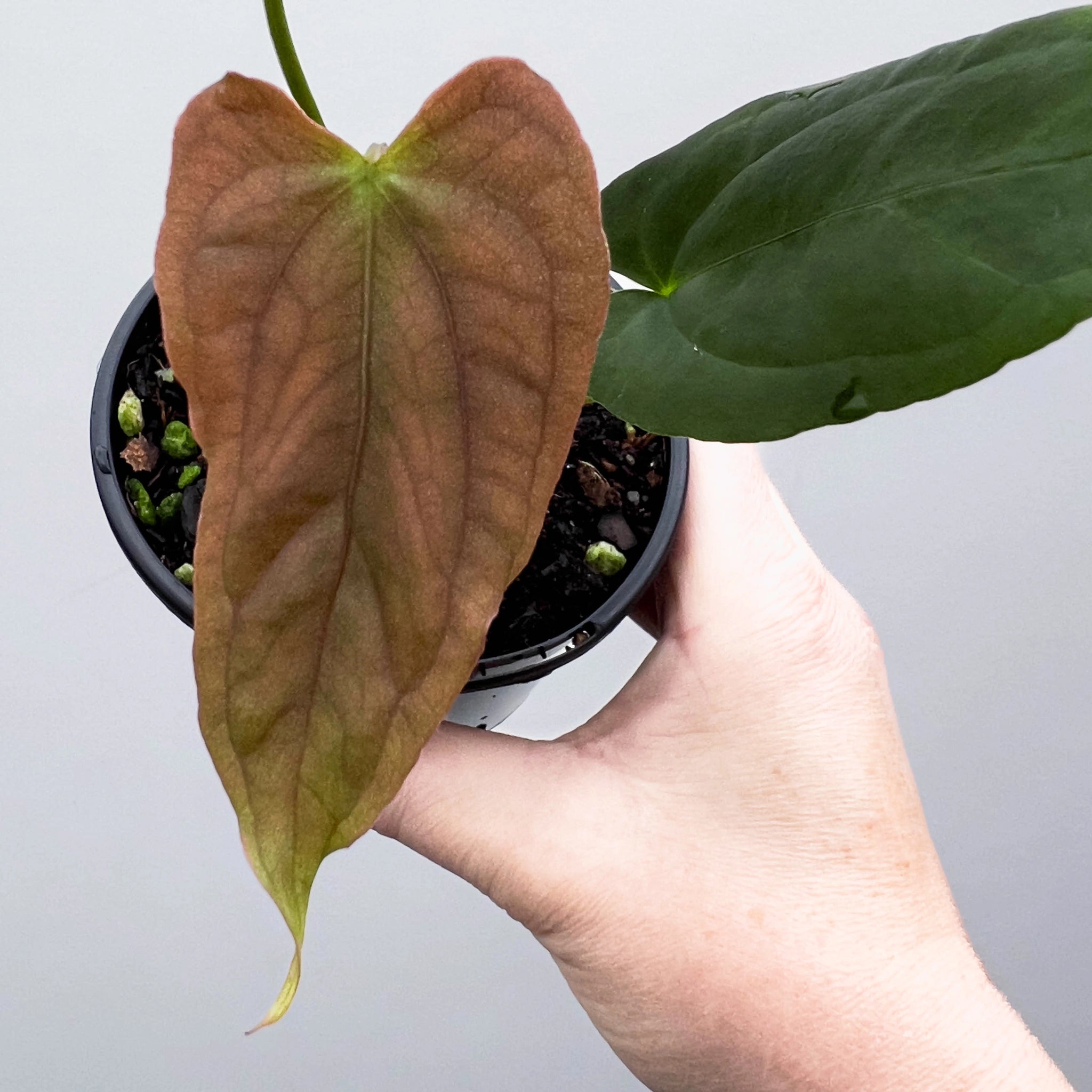 Anthurium midnight velvet  papillilaminum | Rare Plant Australia