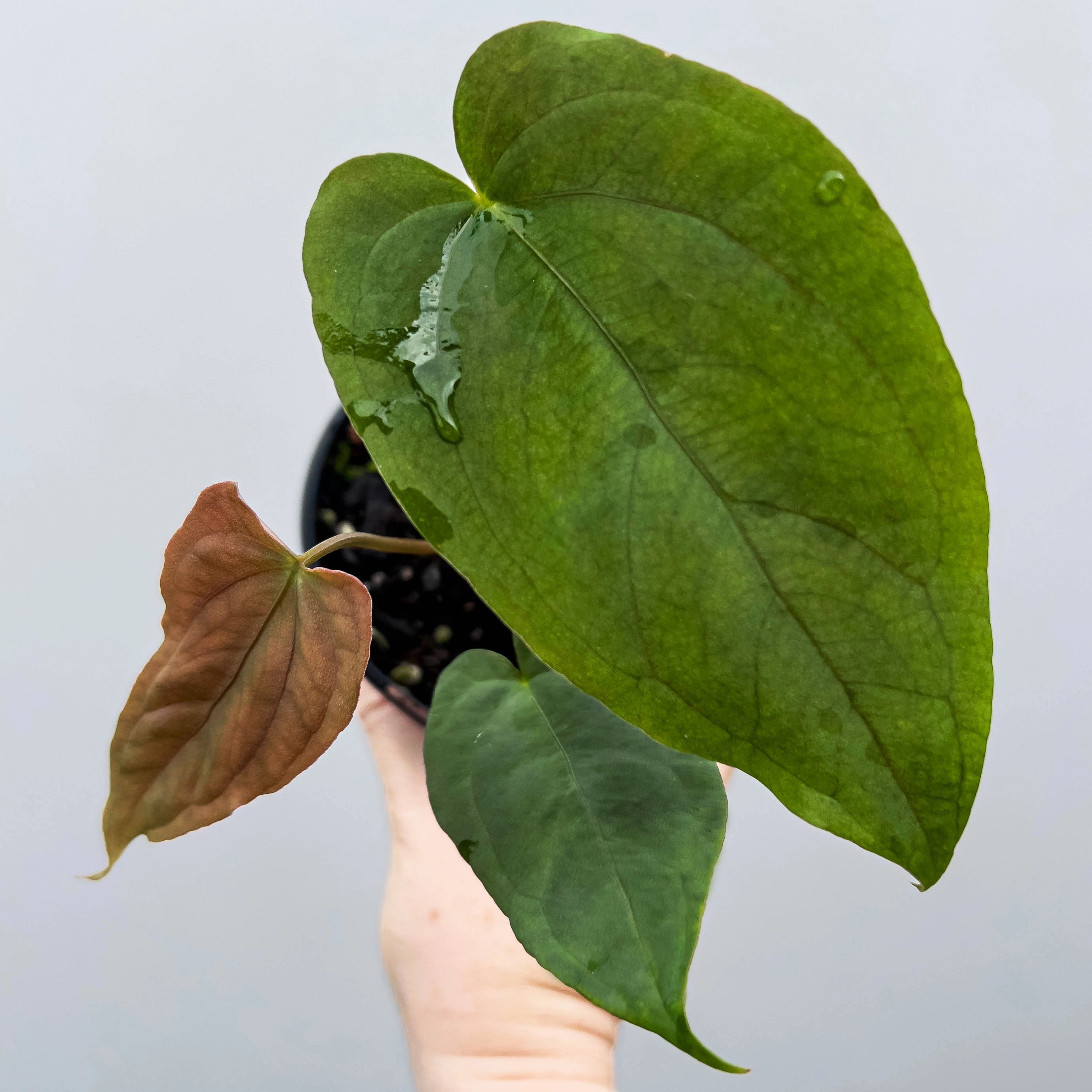 anthurium glabra Anthurium midnight velvet × papillilaminum