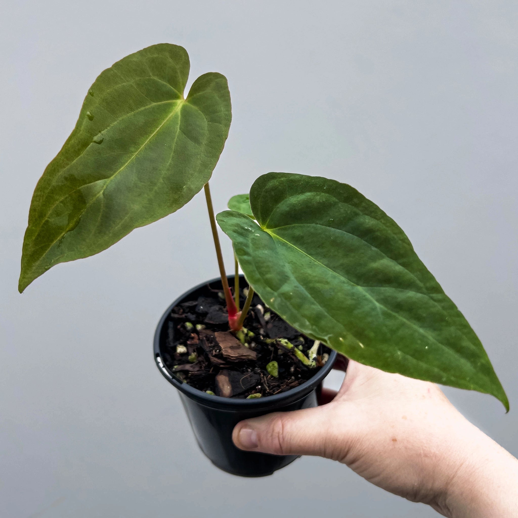 anthurium midnight velvet Anthurium midnight velvet × papillilaminum
