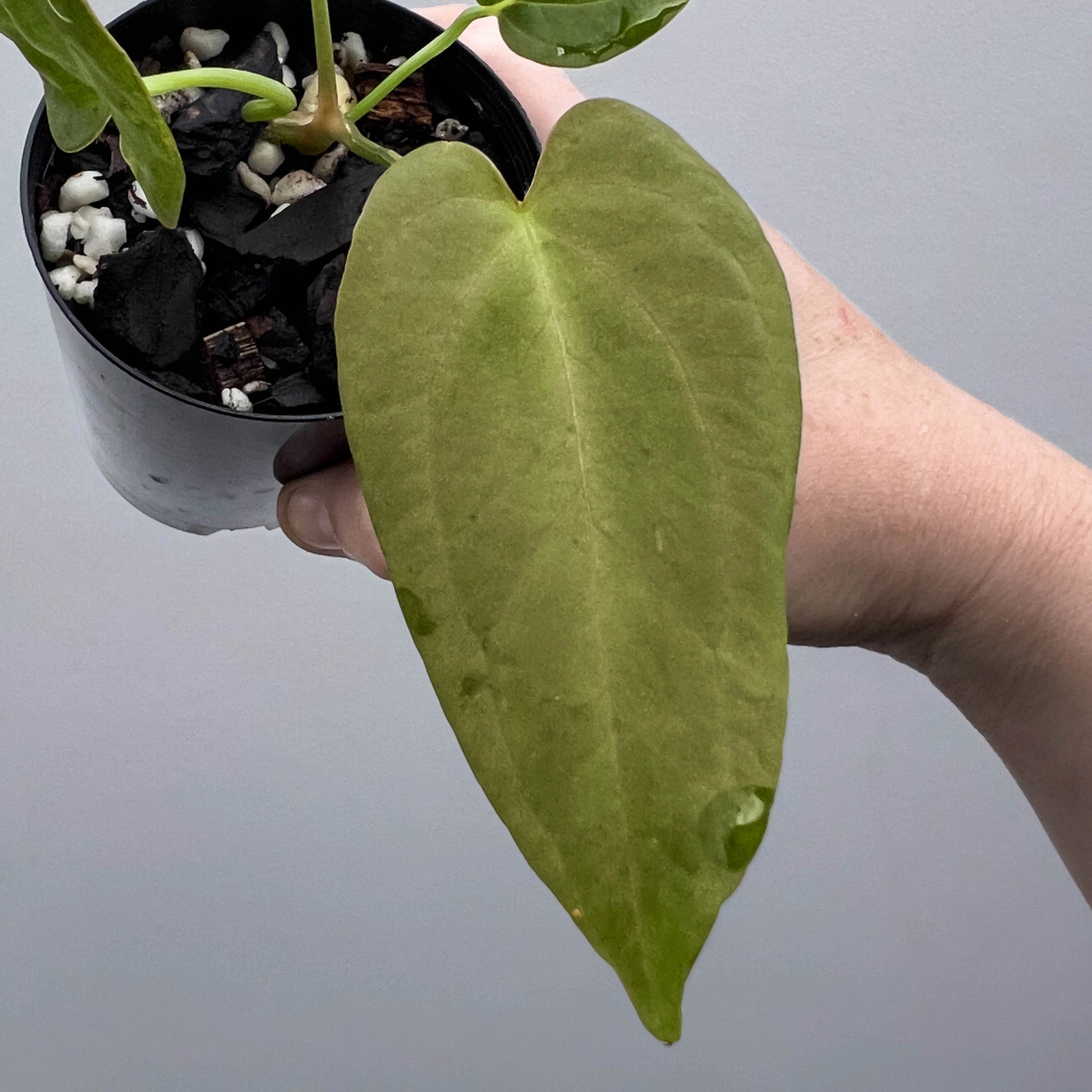 anthurium midnight velvet Anthurium midnight velvet × papillilaminum