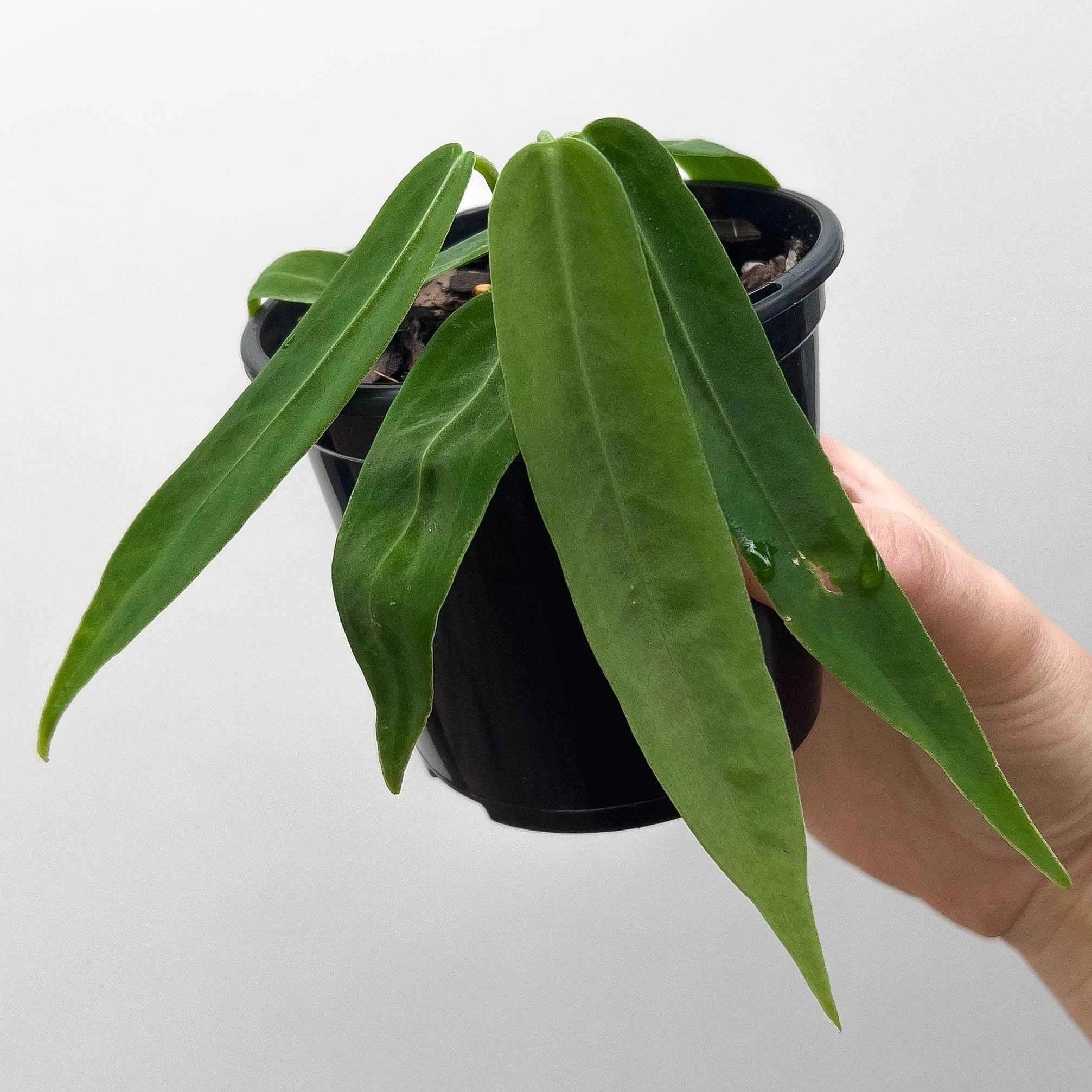 anthurium pallidiflorum buy Anthurium pallidiflorum