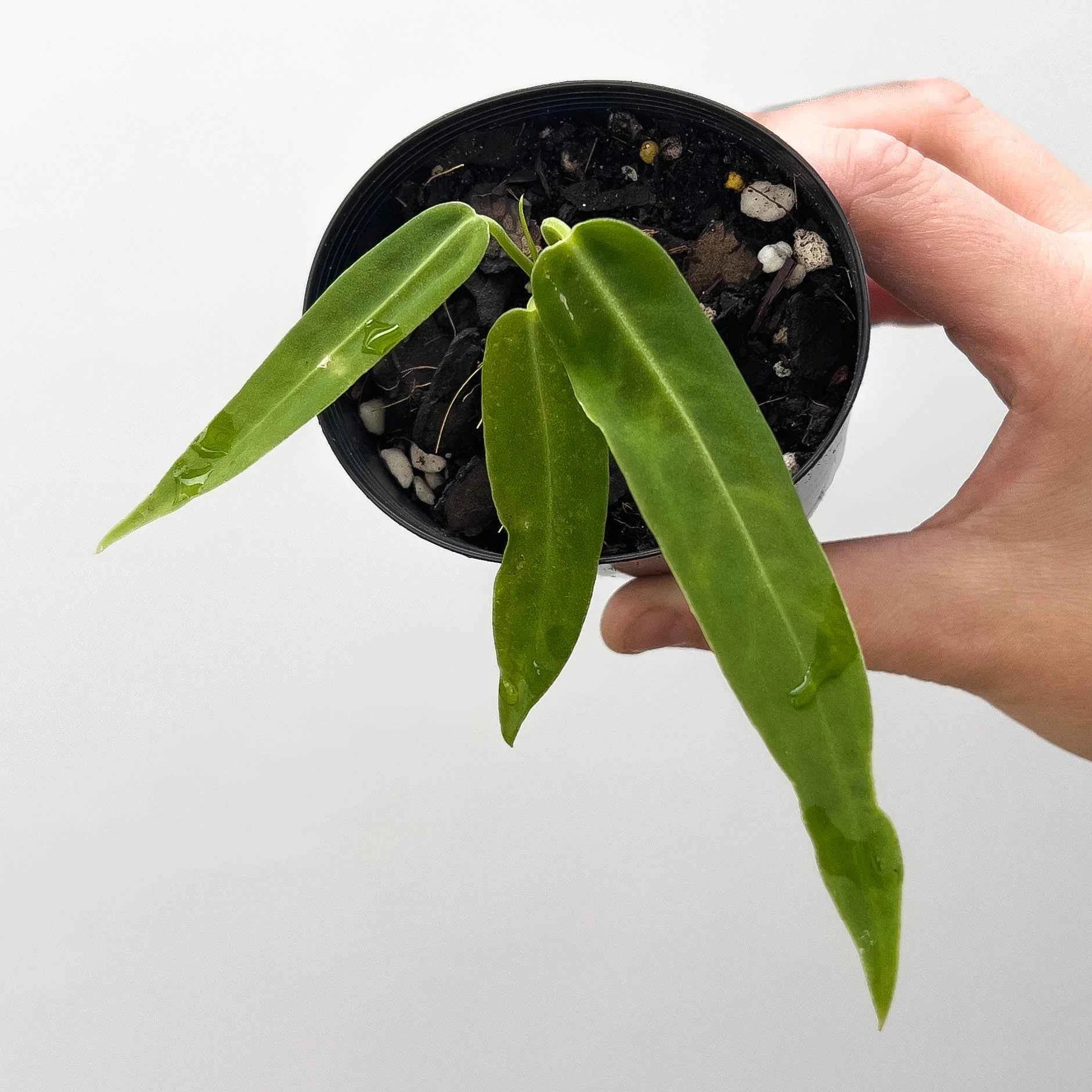 Anthurium pallidiflorum
