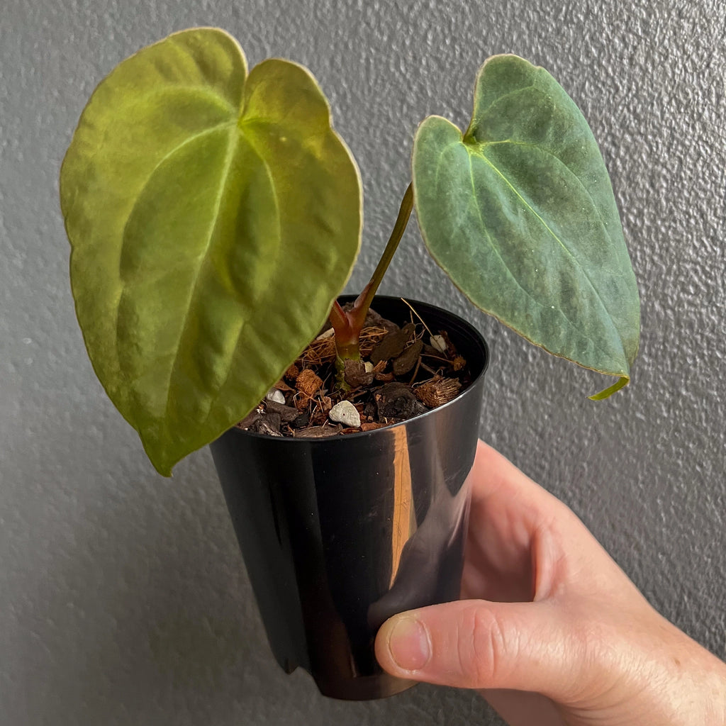 A hand holding an Anthurium papillilaminum x dressleri x dark crystallinum hybrid in a black pot, with large velvety green leaves and prominent silver veins.