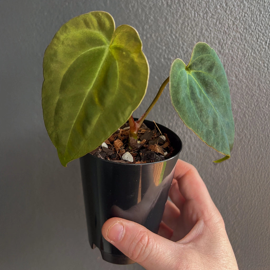 Close-up of Anthurium papillilaminum x dressleri x dark crystallinum, hand-held in a pot, showing broad heart-shaped leaves with shimmering silver venation.