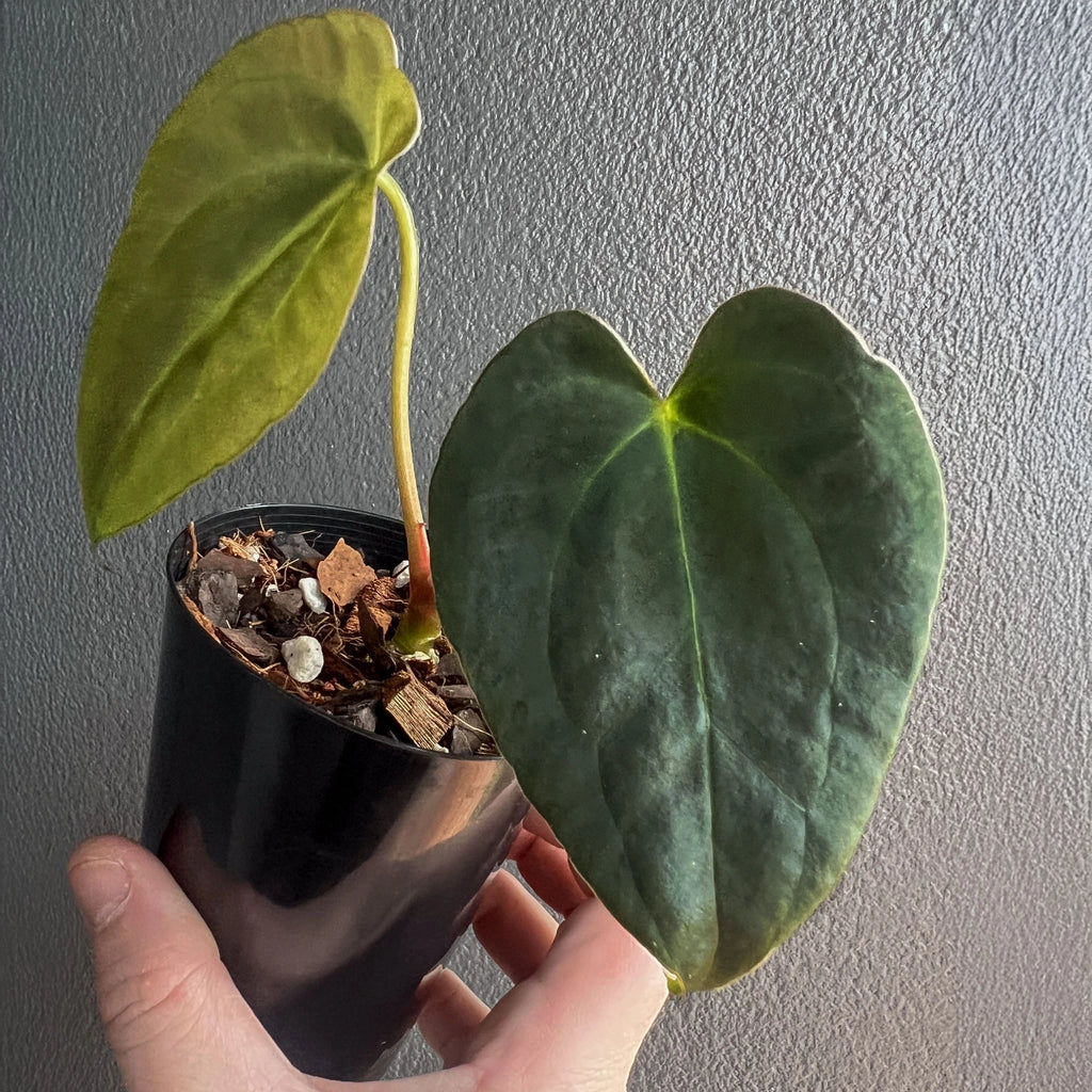 Anthurium hybrid plant held in one hand, featuring deep green velvety leaves with striking pale veins.