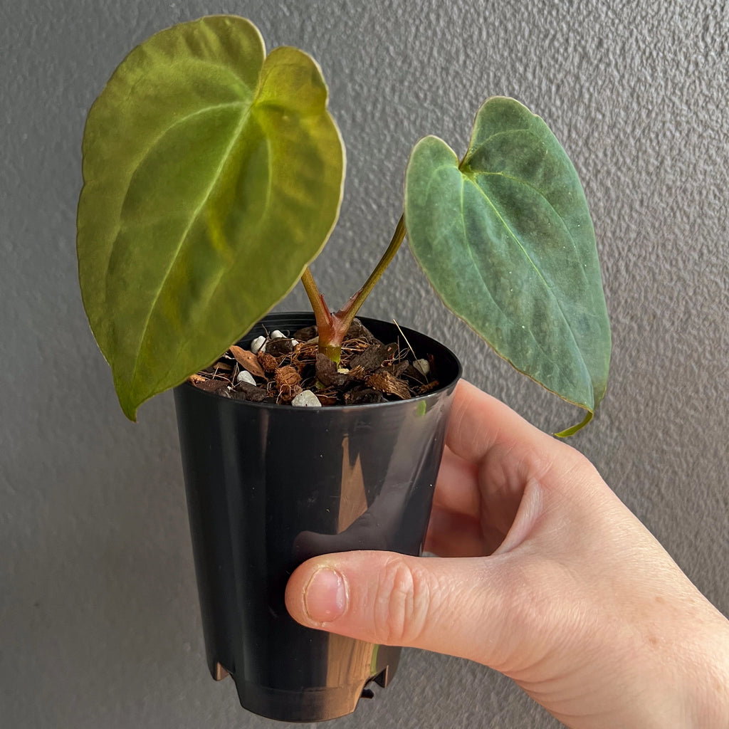 A collector Anthurium papillilaminum x dressleri x dark crystallinum, hand-held against a plain background, highlighting its large textured foliage.