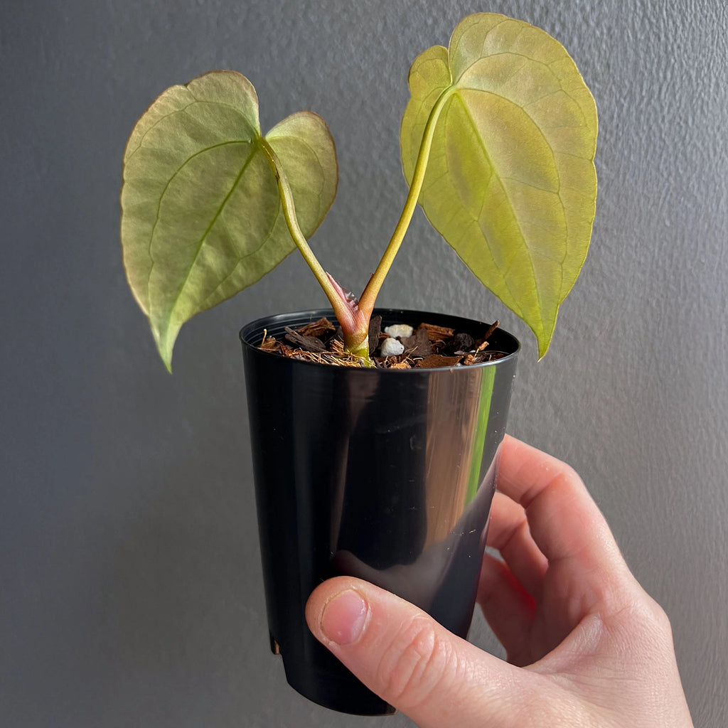 Rare Anthurium hybrid with velvety heart-shaped leaves and bright contrasting veins, shown in a pot held by hand.