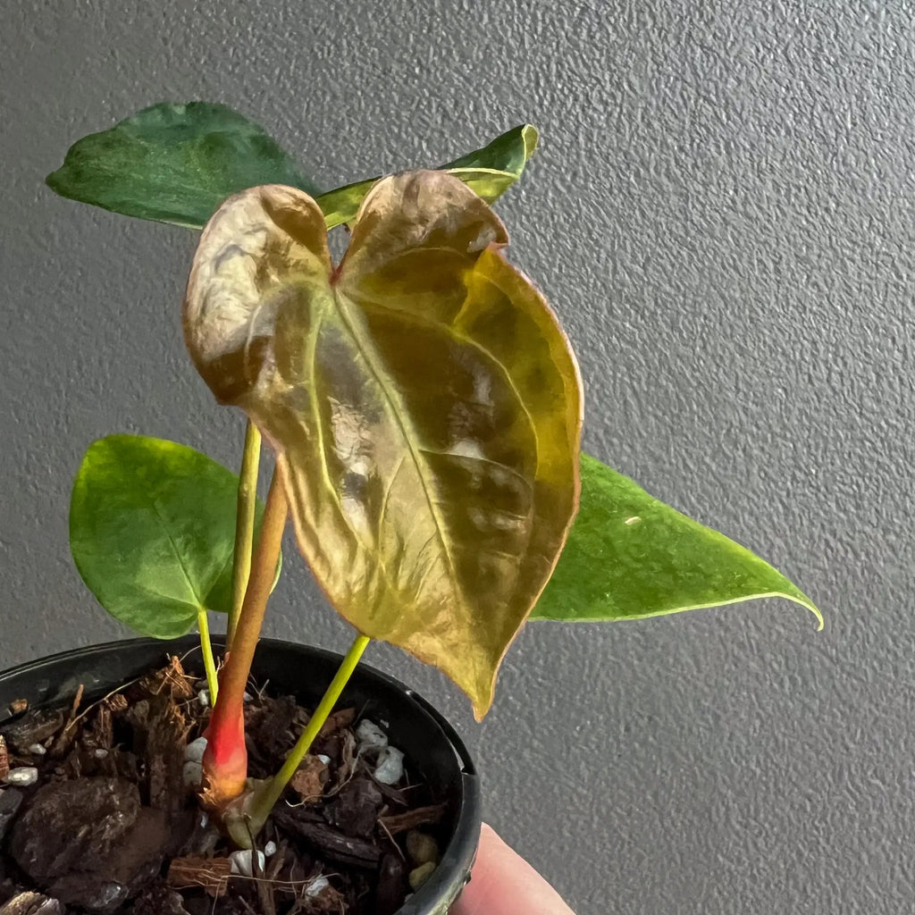 Anthurium dressleri X papillilaminum hybrid in pot, showcasing dramatic dark foliage. Unique indoor plants Australia, Chalet Boutique, Australia.
