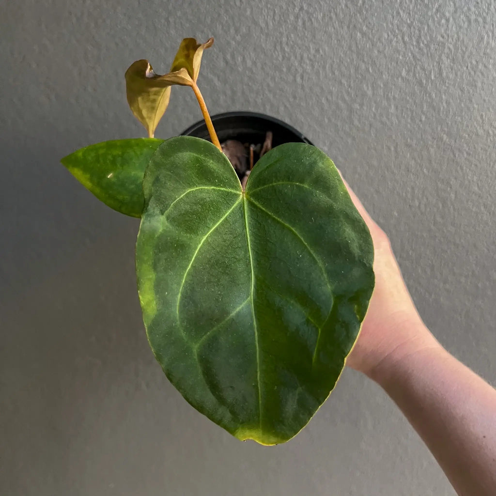 Anthurium dressleri X papillilaminum showcasing dark, velvety leaves in a hand, perfect for rare indoor plant collectors. Chalet Boutique, Australia.