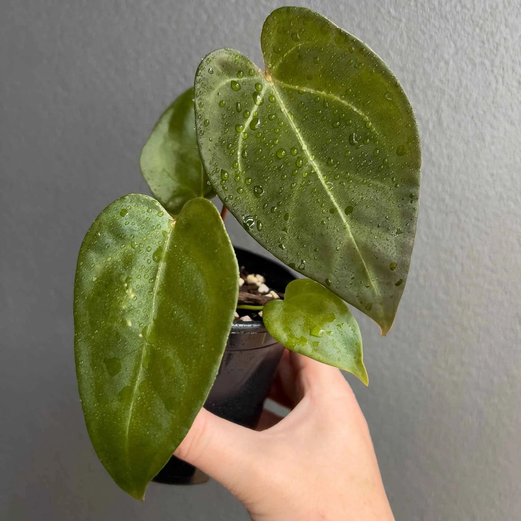 Anthurium papillilaminum x