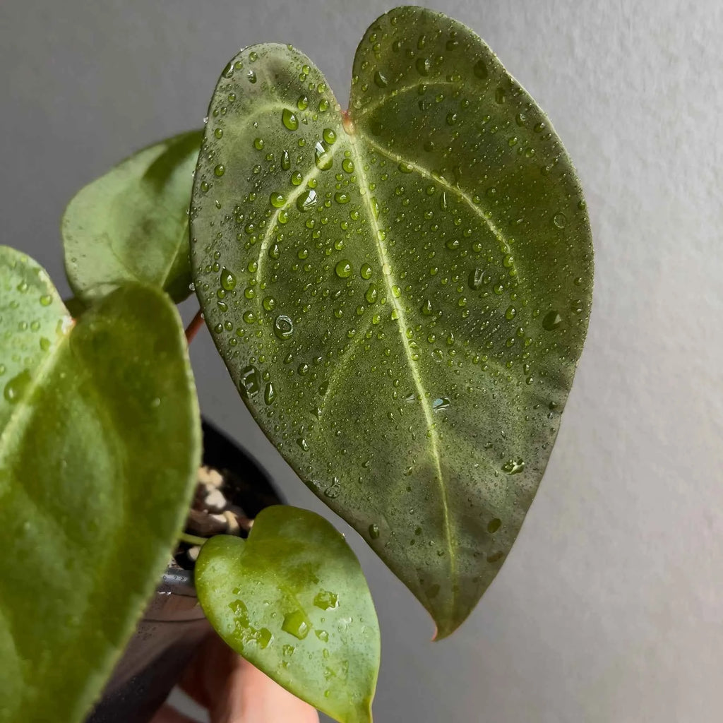 Anthurium papillilaminum x