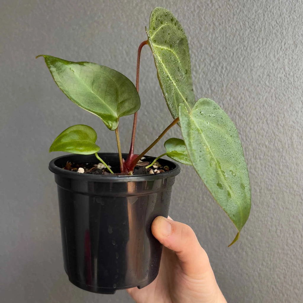 Anthurium papillilaminum x
