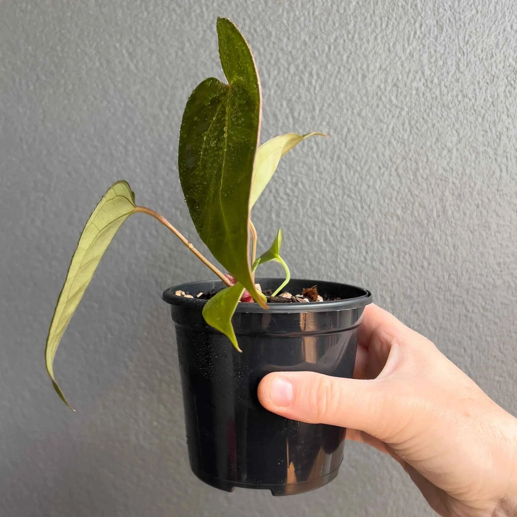 Anthurium papillilaminum x