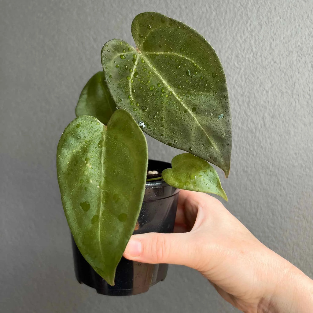 Anthurium papillilaminum x