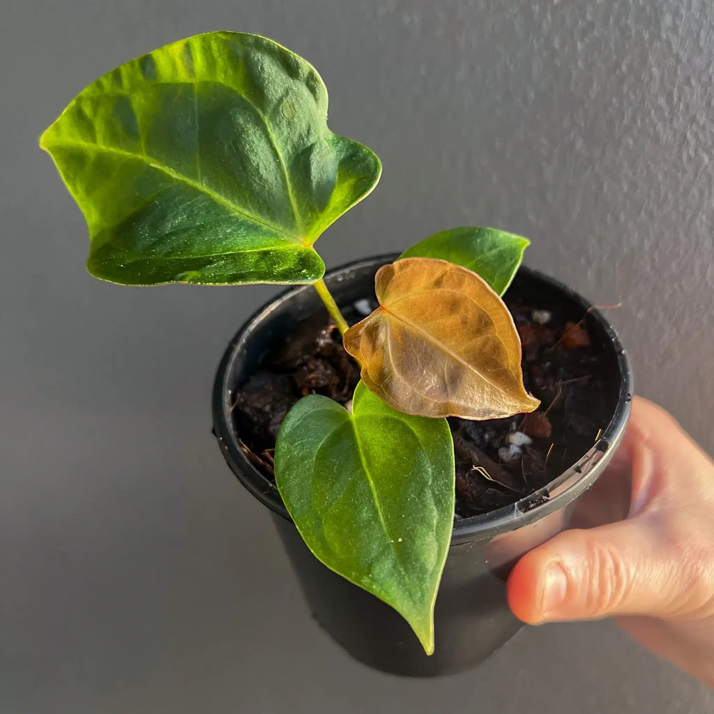 Young Anthurium papillilaminum hybrid in a black pot, showcasing lush green foliage, perfect for rare indoor plant collections. Chalet Boutique, Australia.