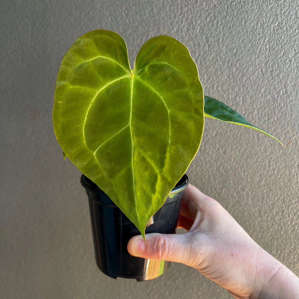 Anthurium papillilaminum hybrid in a hand, showcasing heart-shaped leaves, unique indoor plant from Chalet Boutique, Australia.