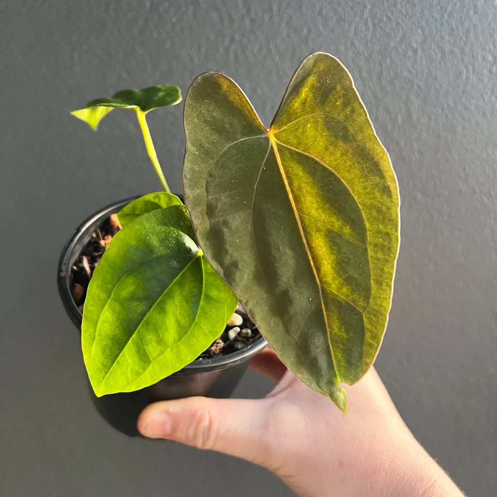 Anthurium papillilaminum hybrid with lush foliage in a pot, showcasing unique textures for collectors, Chalet Boutique, Australia.
