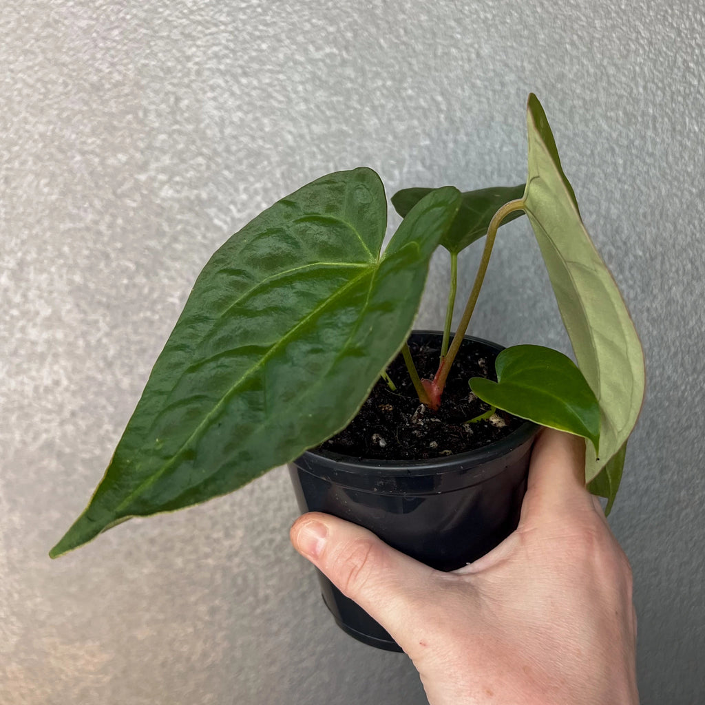 Anthurium papillilaminum hybrid with lush foliage in a pot, perfect for indoor plant lovers, available at Chalet Boutique, Australia.
