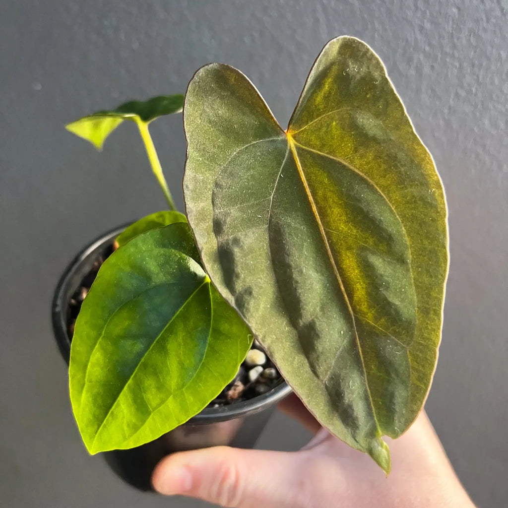 Hand holding a Anthurium papillilaminum hybrid plant with lush, velvety leaves. Buy rare plants online at Chalet Boutique, Australia.