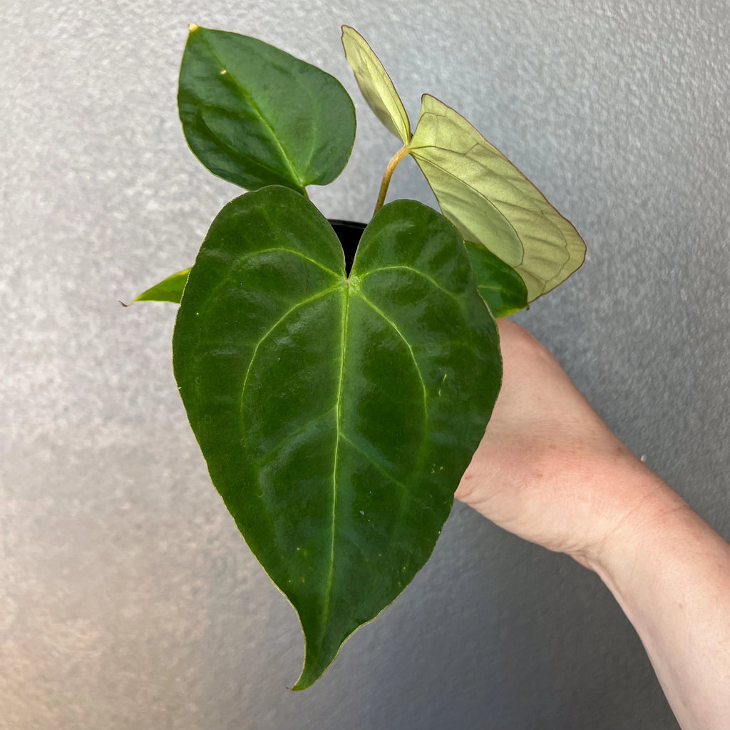 Anthurium papillilaminum hybrid showcasing lush foliage and textured leaves, perfect for collectors. Chalet Boutique, Australia.