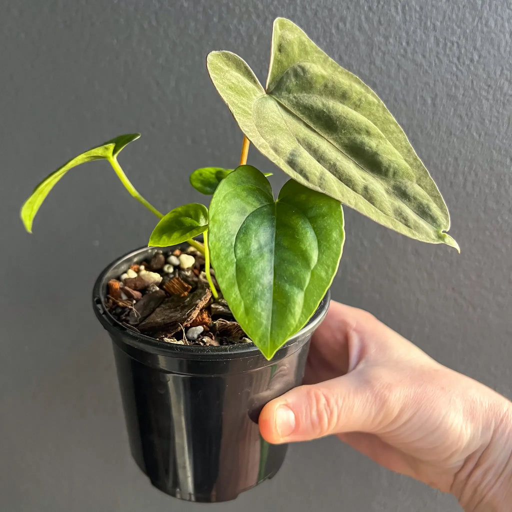 Anthurium papillilaminum hybrid in black pot, showcasing velvety foliage for indoor plant enthusiasts. Chalet Boutique, Australia.