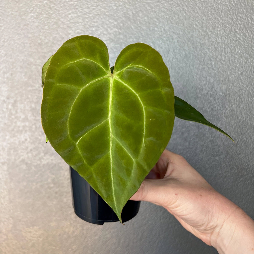 Anthurium papillilaminum hybrid with lush heart-shaped leaves in a pot, perfect for indoor plant enthusiasts. Chalet Boutique, Australia.