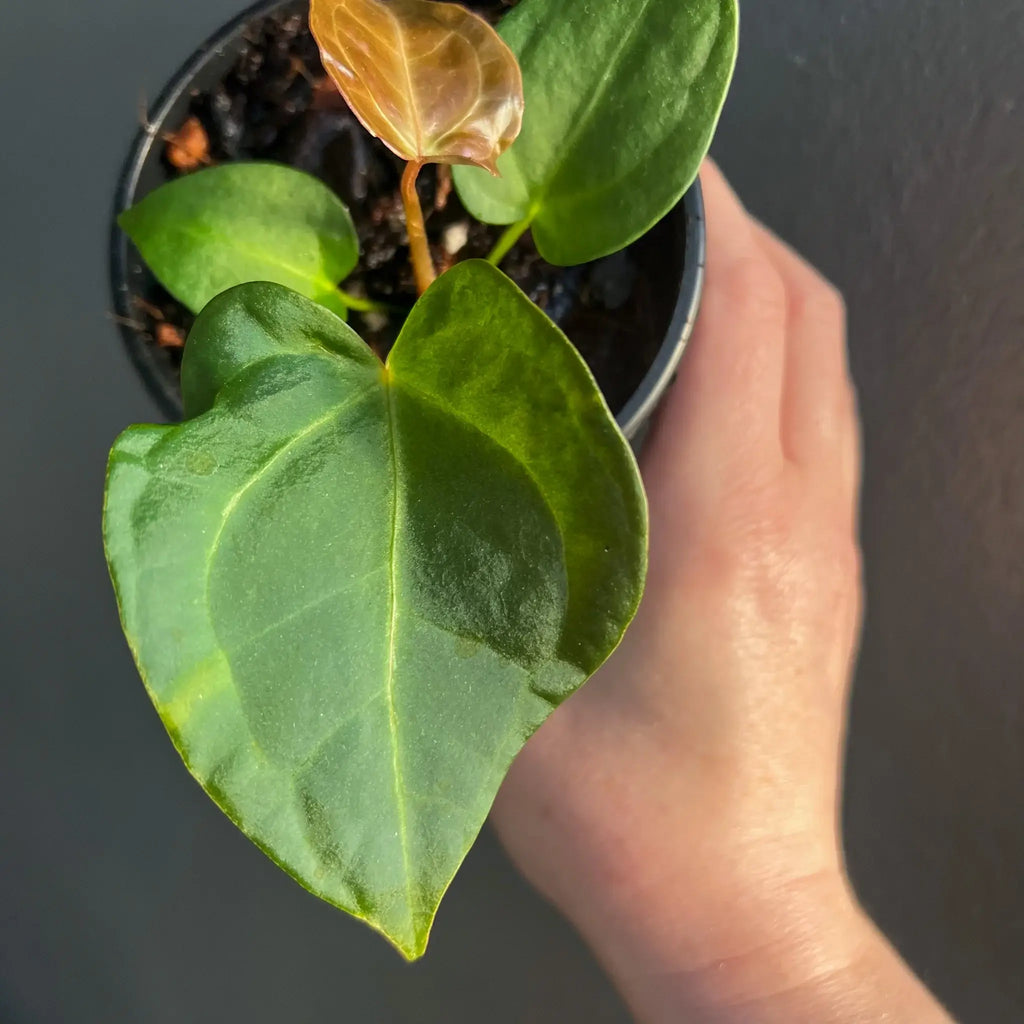 Anthurium papillilaminum hybrid with lush foliage held in hand, perfect for collectors. Buy rare indoor plants online. Chalet Boutique, Australia.