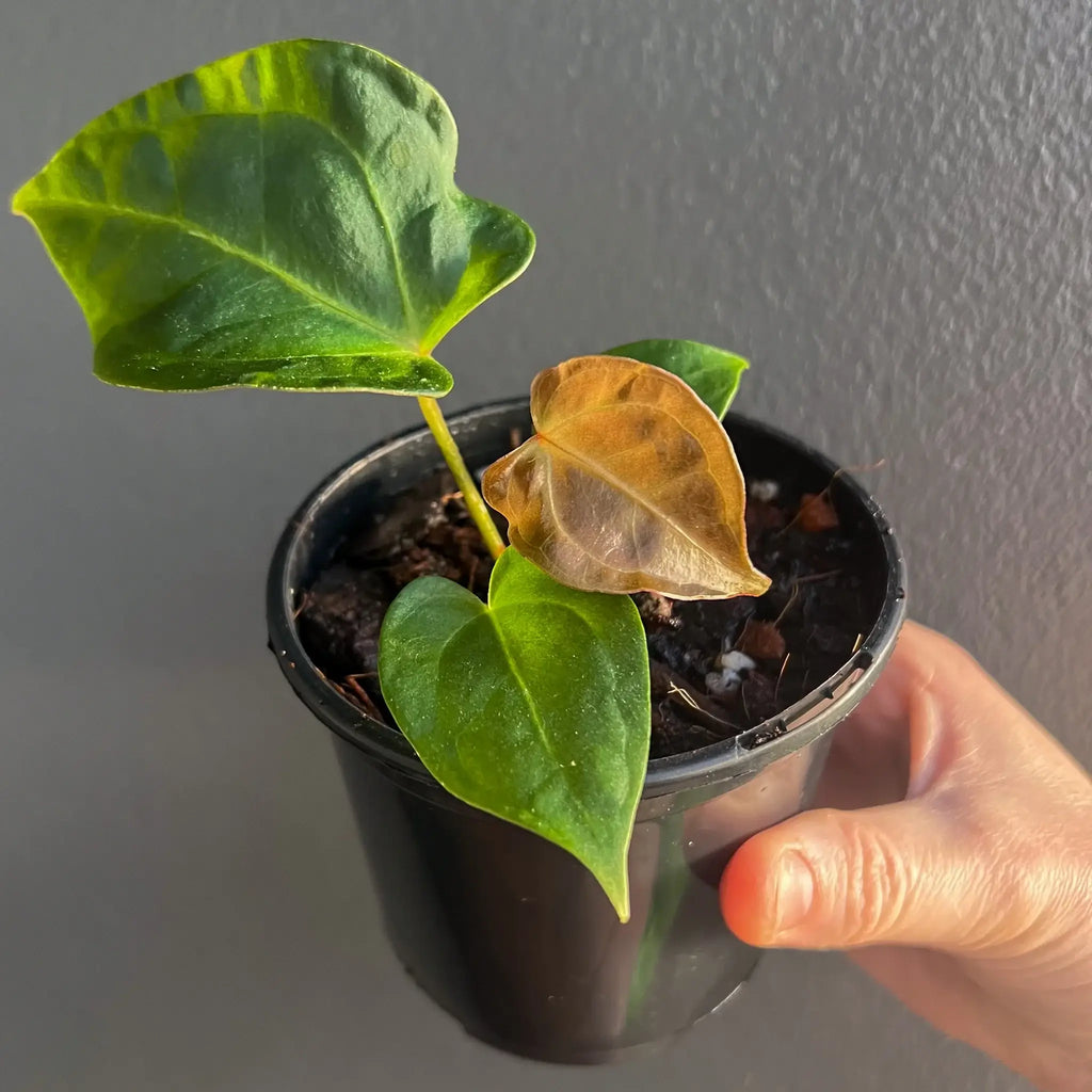 Anthurium papillilaminum hybrid in a black pot, showcasing lush leaves, available at Chalet Boutique, Australia.