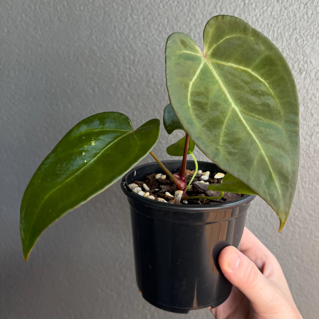 Close-up of Anthurium papillilaminum hybrid foliage highlighting deep green tone and fine velvet texture. Rare indoor plant collectors Australia.