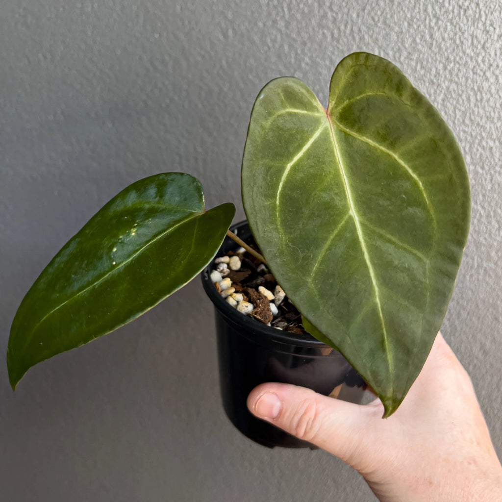 Hand holding an Anthurium papillilaminum hybrid showing dark velvety leaves with soft sheen and subtle vein contrast. Rare indoor plant nursery Australia.