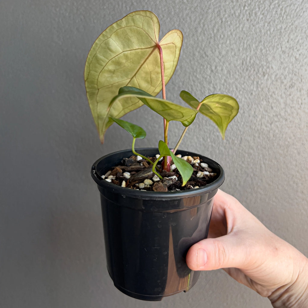Top-down view of Anthurium papillilaminum hybrid showing dark velvety foliage and compact clustered growth.