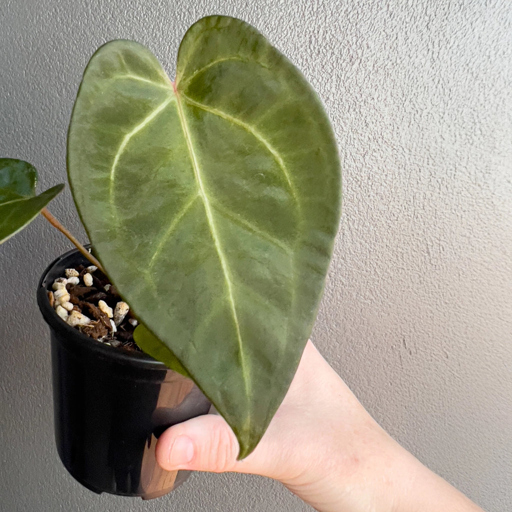 Hand holding an Anthurium papillilaminum hybrid leaf under natural light showing fine texture and gentle gloss. Buy rare indoor plants online in Australia.