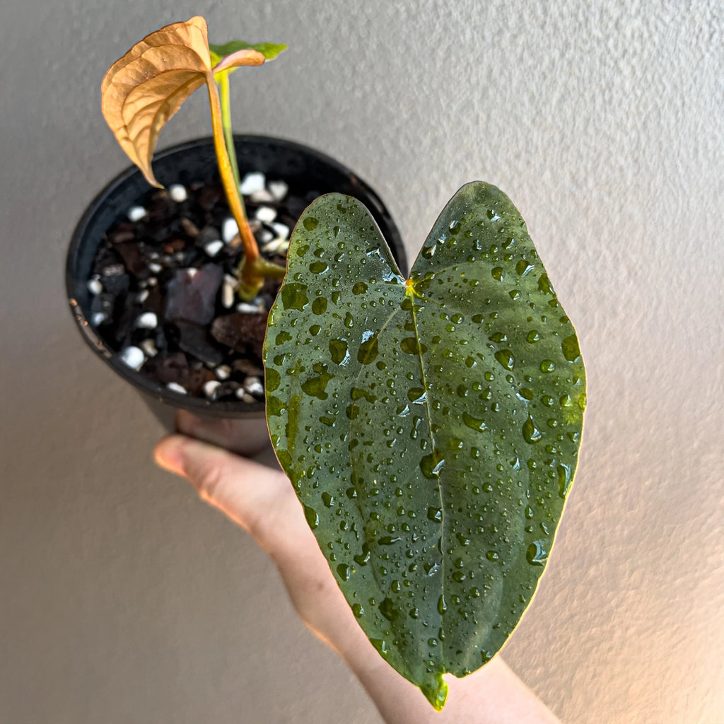 Side view of Anthurium papillilaminum hybrid held against a neutral background showing dark velvety foliage with light vein detail.