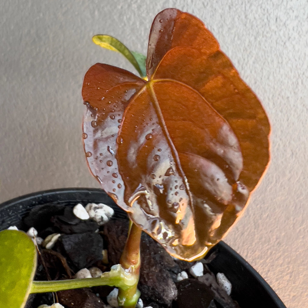 Person holding a potted Anthurium papillilaminum hybrid with broad heart-shaped leaves and symmetrical growth. Trusted indoor plant shop Australia.