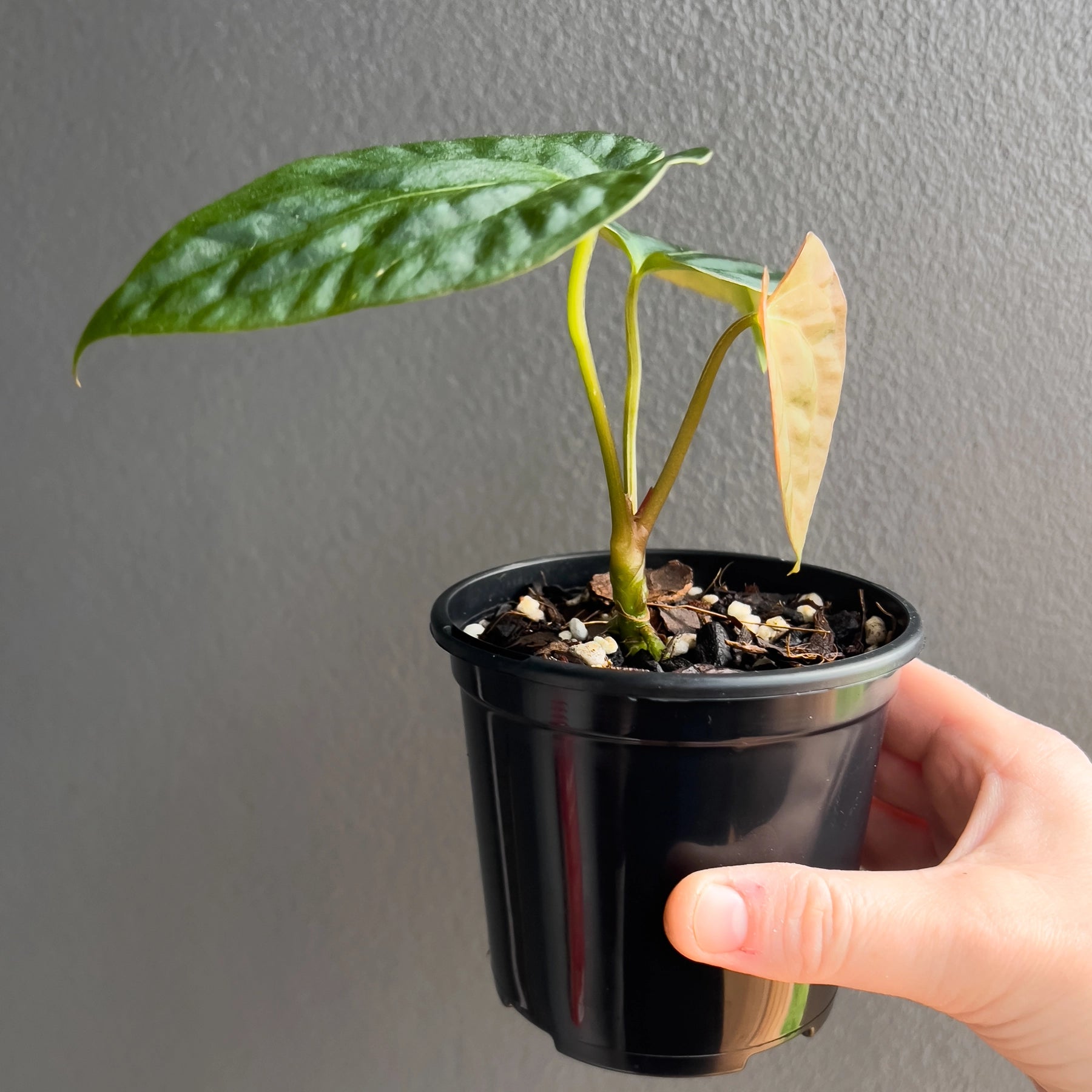 anthurium papillilaminum x dressleri Anthurium ((papillilaminum x dressleri) x dark crystallinum)
