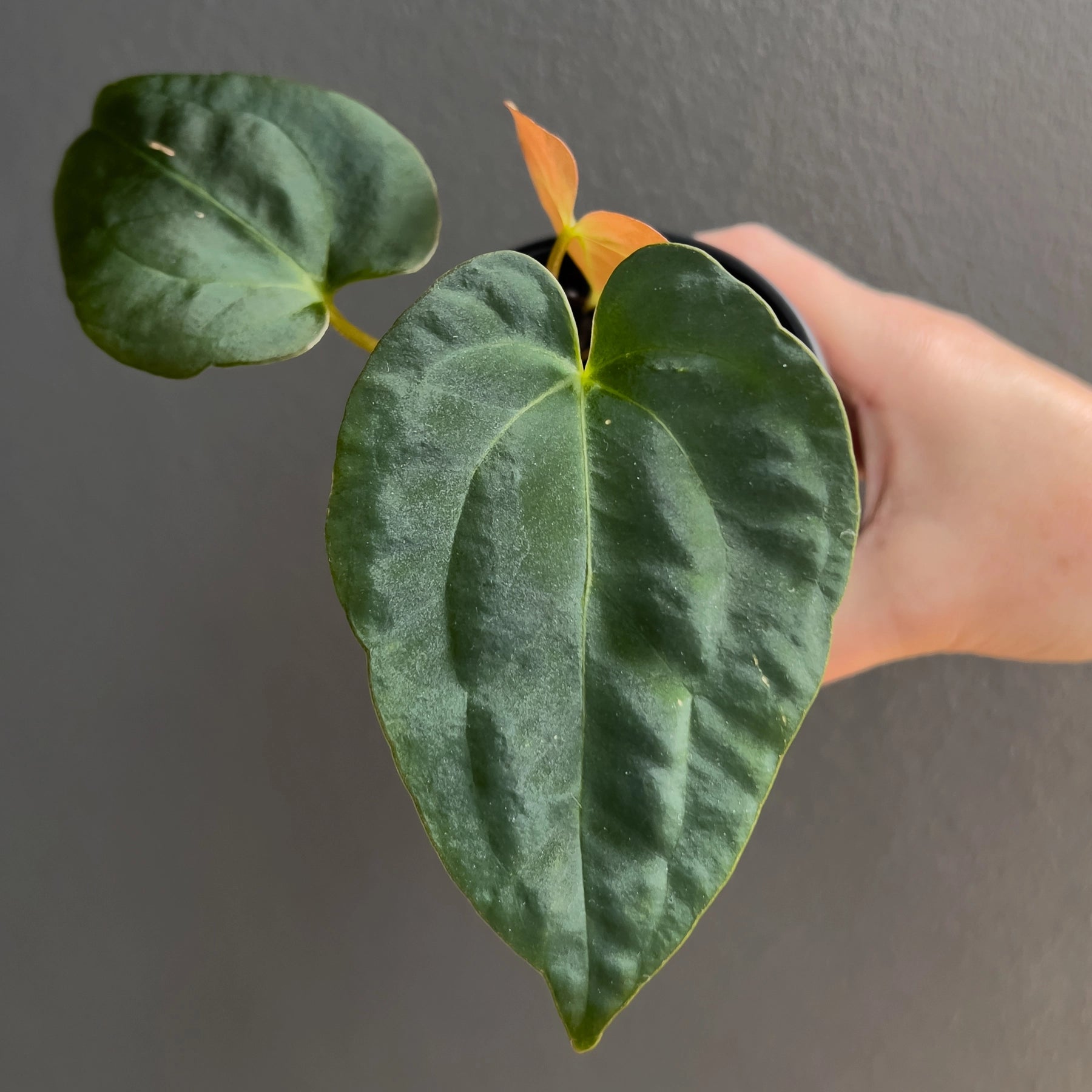 anthurium papillilaminum x crystallinum Anthurium ((papillilaminum x dressleri) x dark crystallinum)