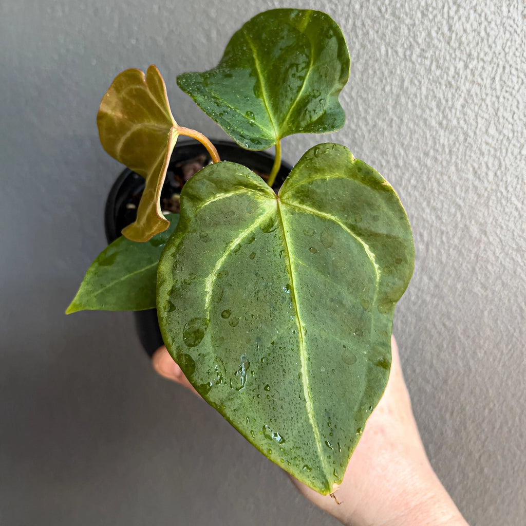 Close-up of an Anthurium papillilaminum hybrid leaf showing deep green velvet surface and delicate vein network. Rare indoor plant collectors Australia.