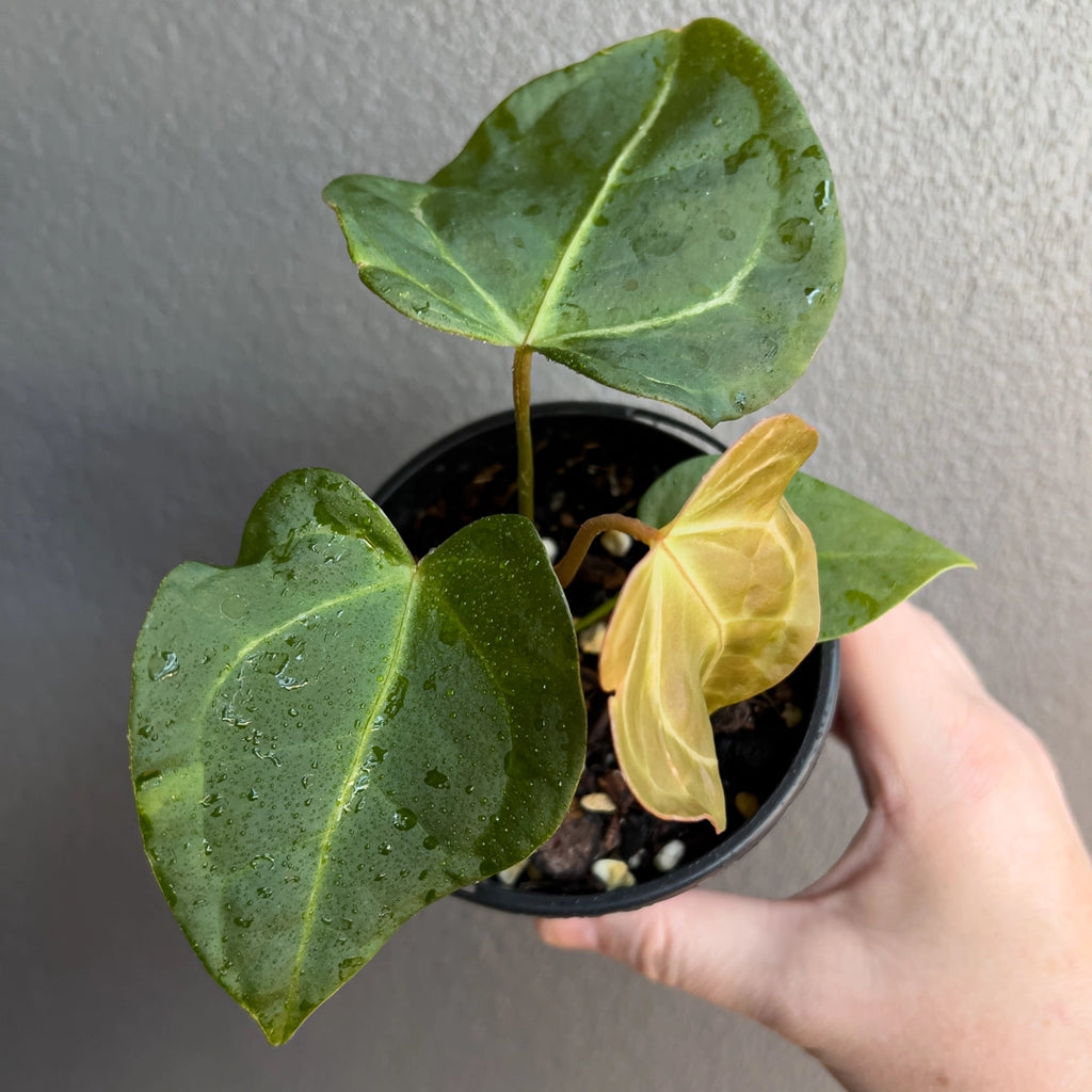 Anthurium papillilaminum hybrid in a black nursery pot featuring large soft-textured leaves with slight metallic sheen. Rare indoor plant nursery Australia.