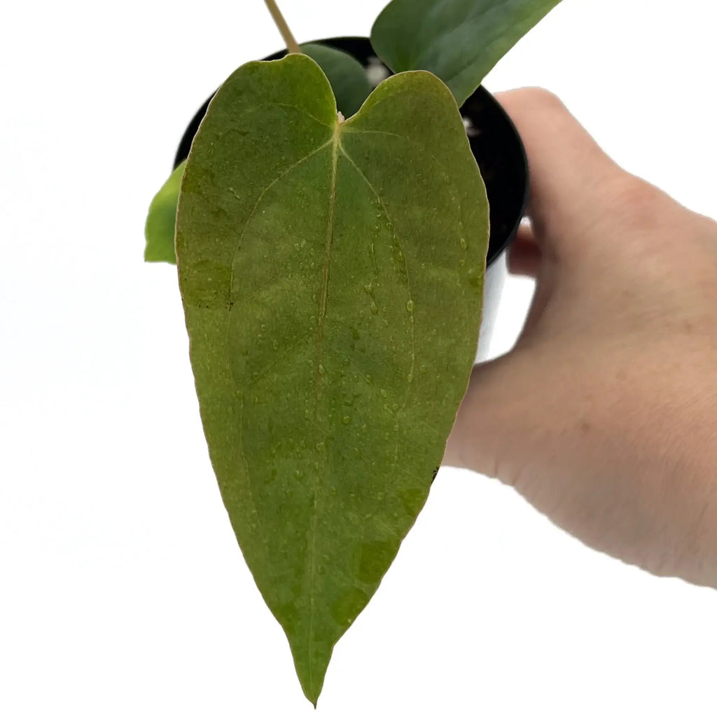 Close-up of Anthurium 'PLUGO01' leaf showcasing its unique velvety texture, perfect for indoor plant lovers. Chalet Boutique, Australia.