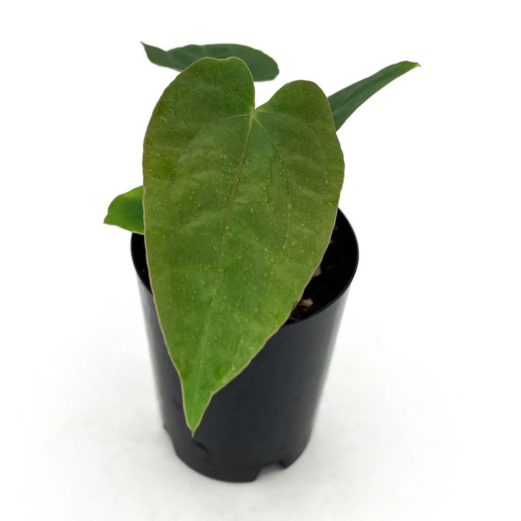 Anthurium 'PLUGO01' in 10cm propagation pot, showcasing bold, textured leaves. Perfect for indoor plant enthusiasts. Chalet Boutique, Australia.