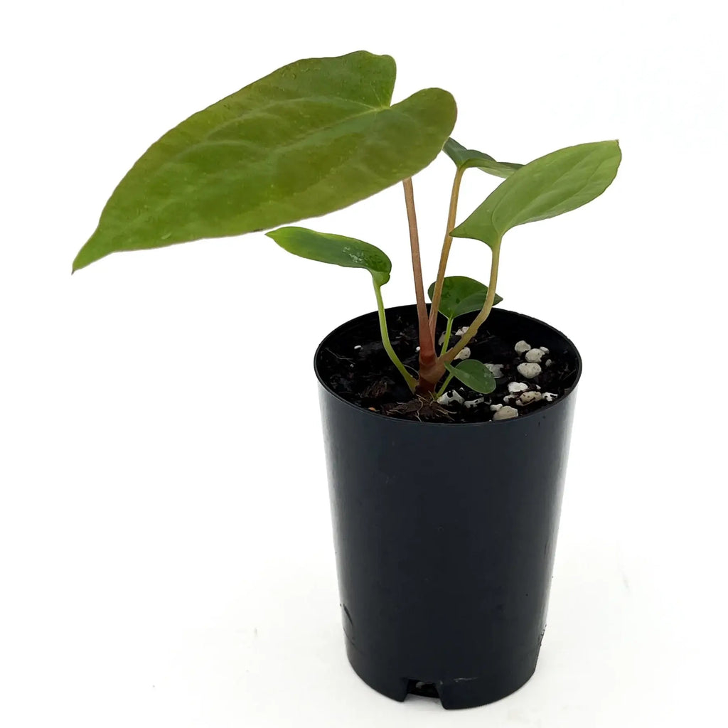 Anthurium 'PLUGO01' rare hybrid plant in 10cm propagation pot, ideal for indoor nurseries. Chalet Boutique, Australia.