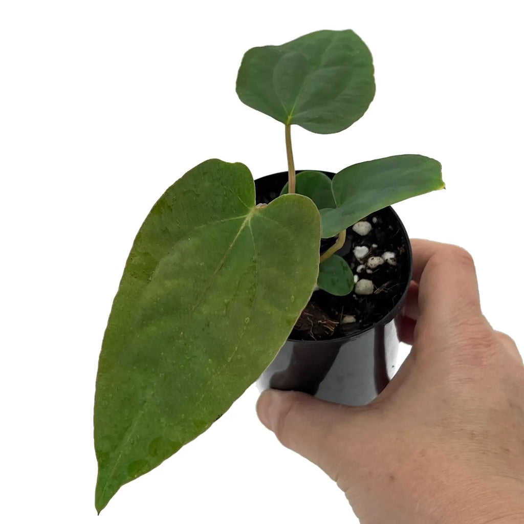 Hand holding an Anthurium 'PLUGO01' plant in a 10cm pot, showcasing its unique velvety leaves. Chalet Boutique, Australia.