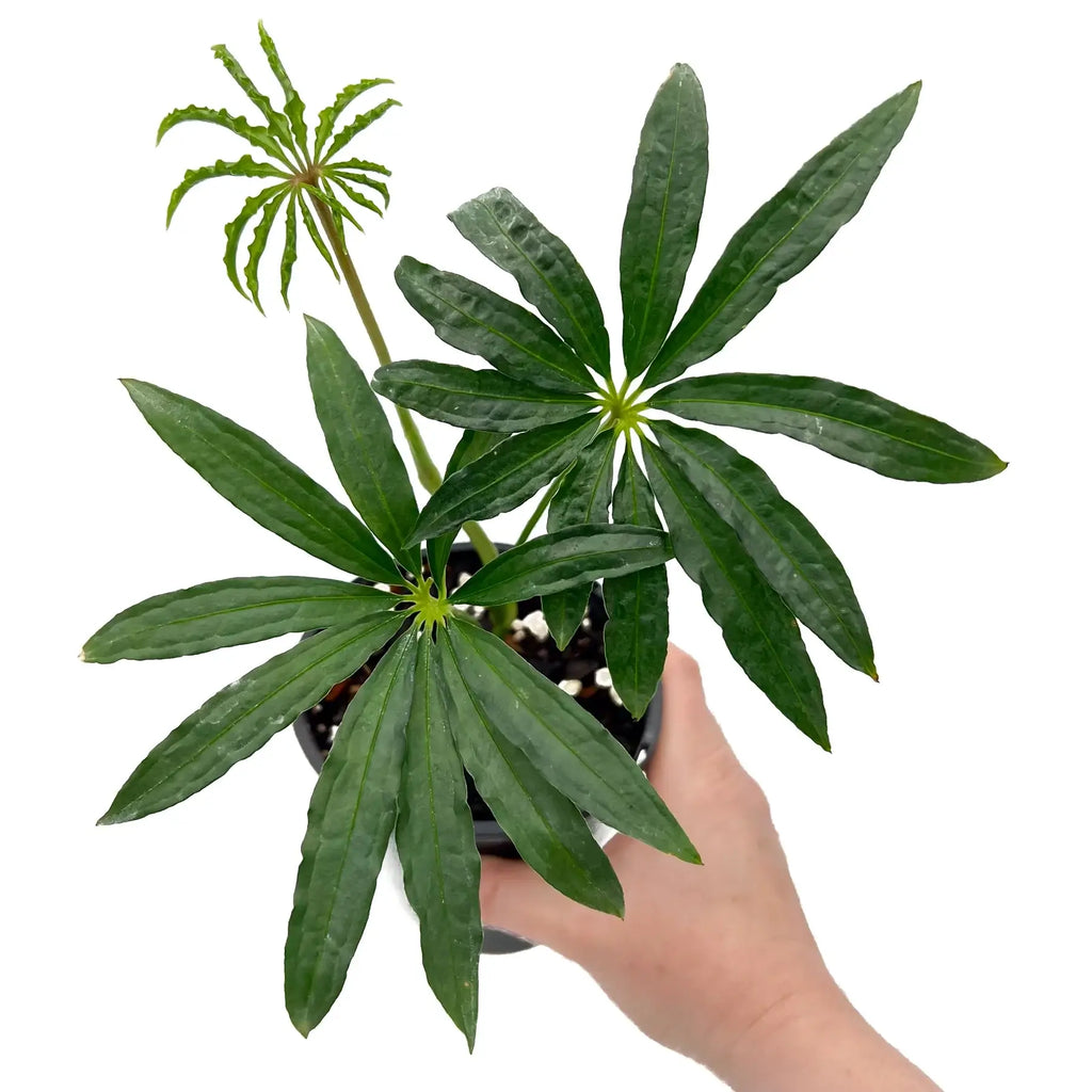 Anthurium polyschistum Finger Leaf being held, showcasing unique lance-shaped leaves, available at Chalet Boutique, Australia.