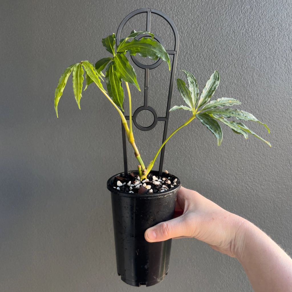 Person holding a potted Anthurium polyschistum Finger Leaf with upright stems and finely split foliage. Trusted indoor plant shop Australia.