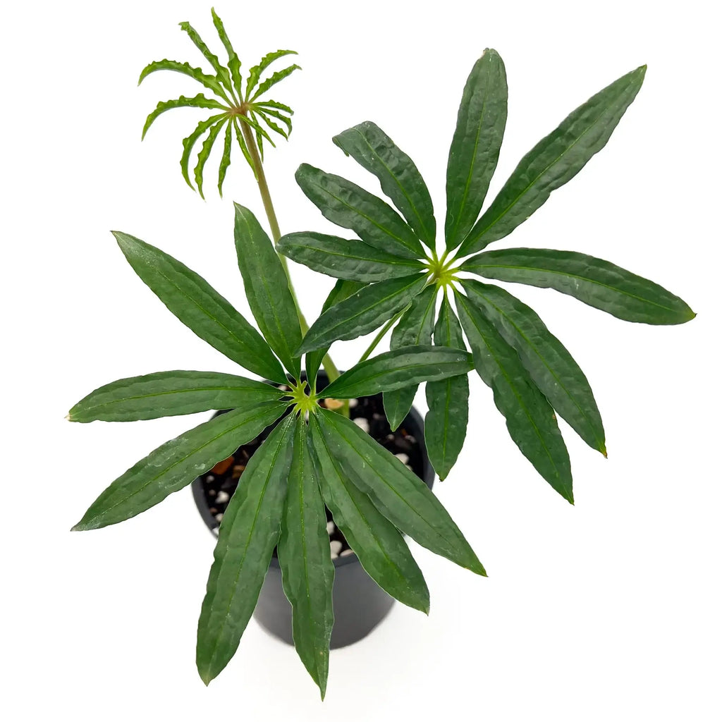 Anthurium polyschistum Finger Leaf plant with elongated lance-shaped leaves in a nursery pot, perfect for indoor lovers. Chalet Boutique, Australia.