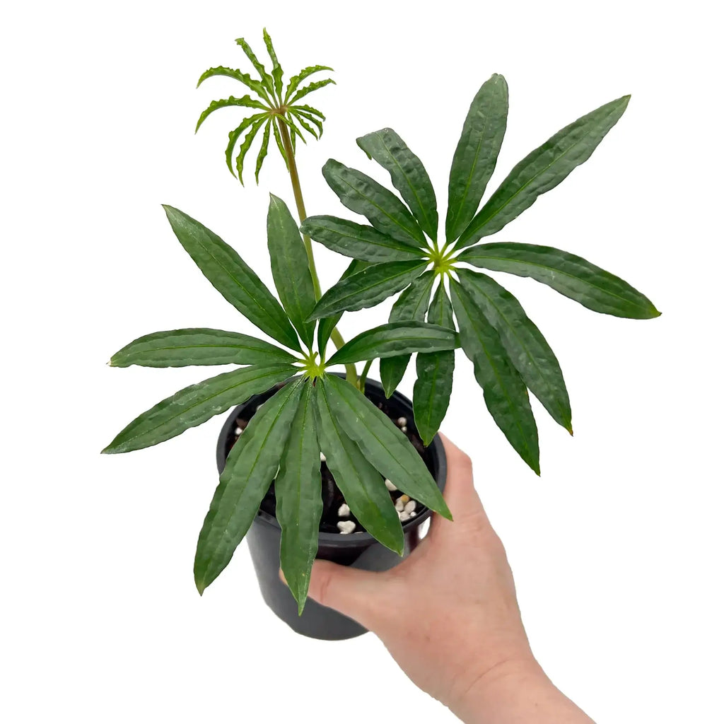 Hand holding a healthy Anthurium polyschistum Finger Leaf plant in a nursery pot, perfect for indoor gardens. Chalet Boutique, Australia.