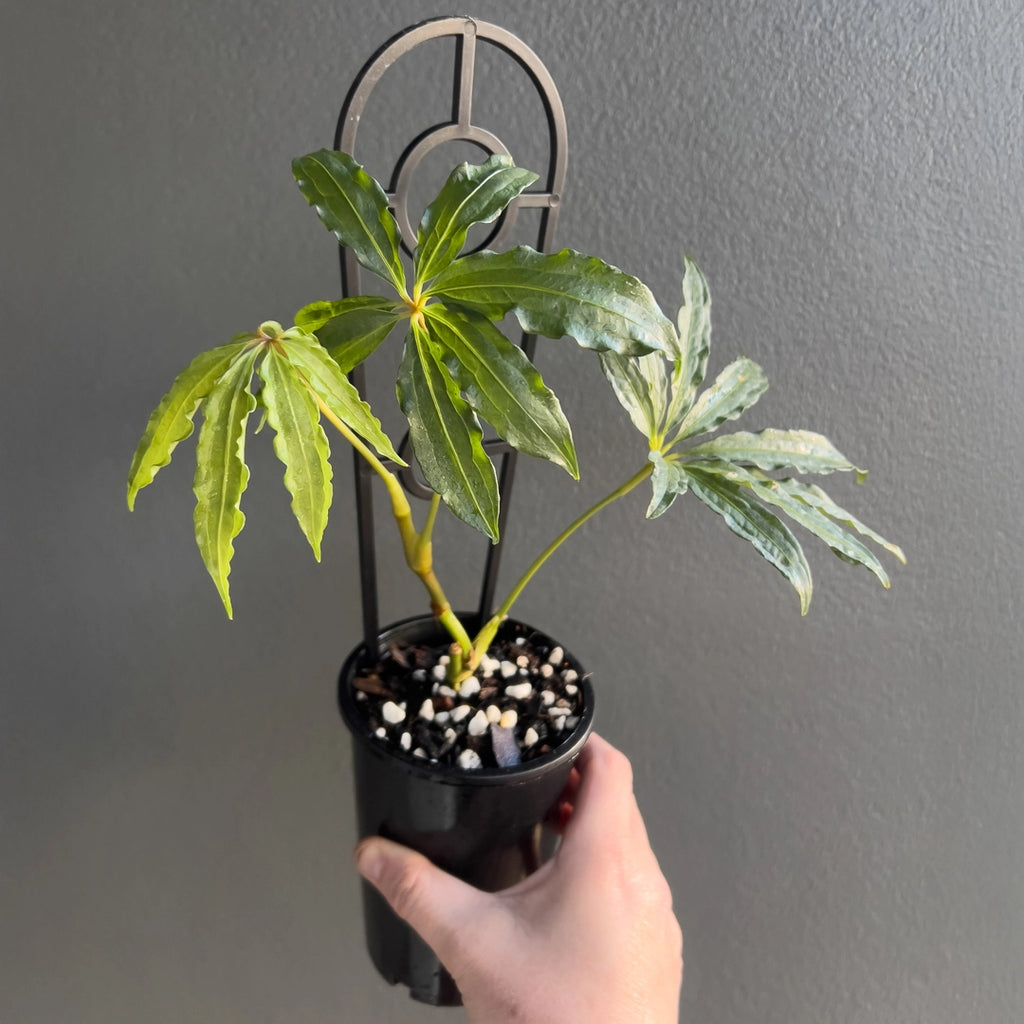 Hand holding an Anthurium polyschistum Finger Leaf showing thin finger-like lobes and deep green colour. Rare indoor plant nursery Australia.