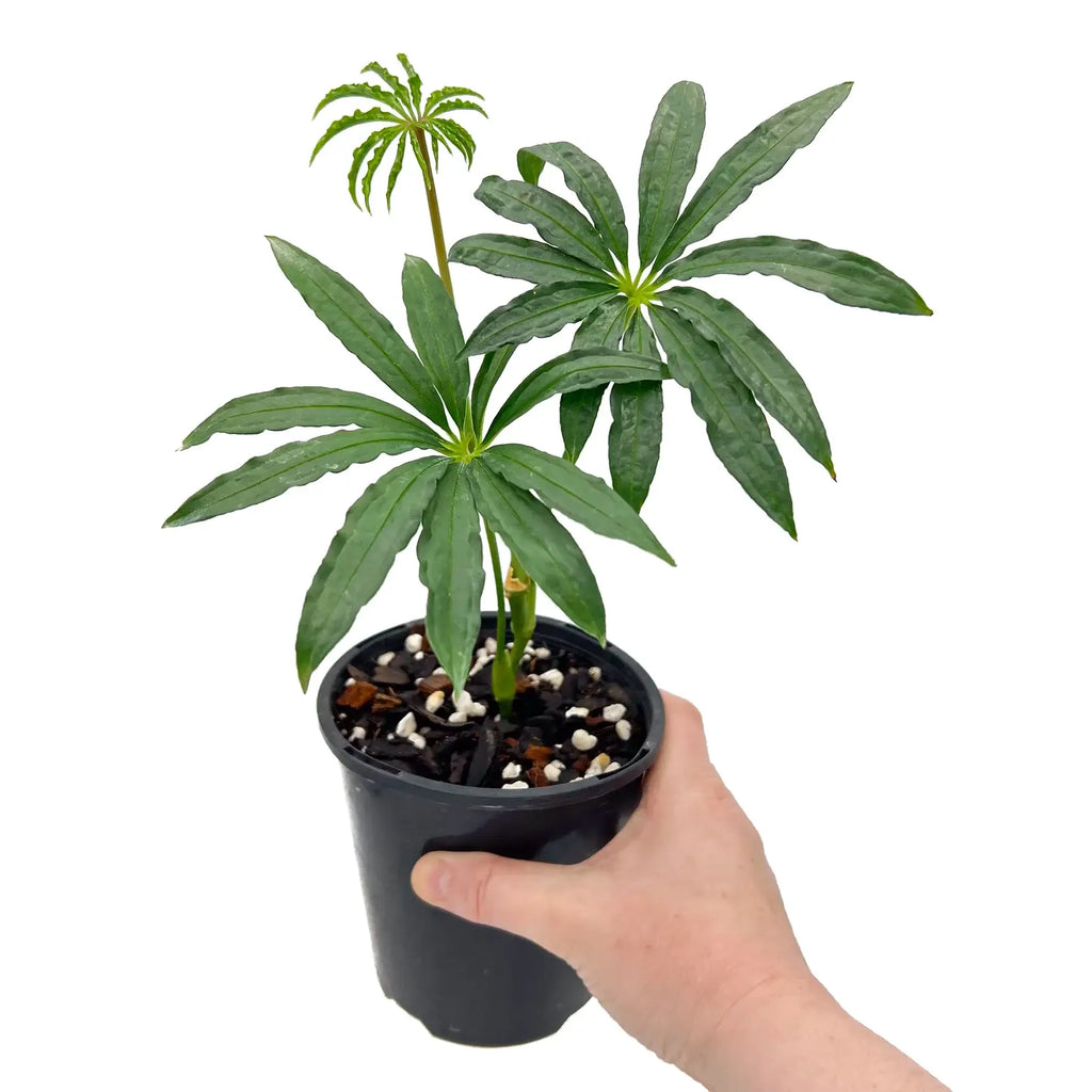 Anthurium polyschistum Finger Leaf in a nursery pot, showcasing unique elongated leaves. Chalet Boutique, Australia.