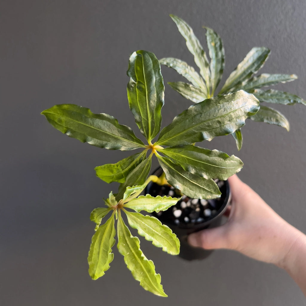 Close-up of Anthurium polyschistum Finger Leaf foliage highlighting narrow divided leaves and matte texture. Rare indoor plant collectors Australia.