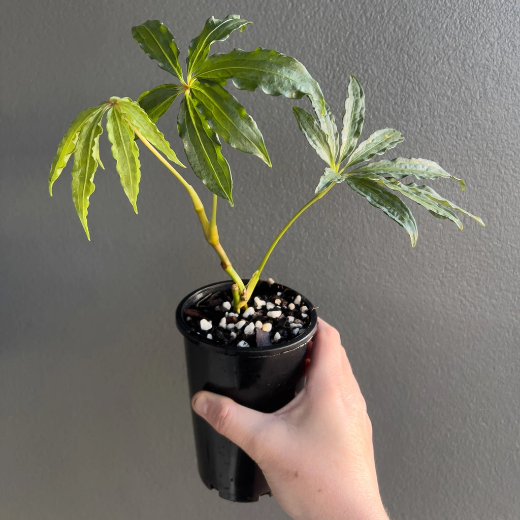 Close-up of Anthurium polyschistum Finger Leaf leaf structure showing delicate narrow blades and clear midrib.